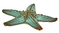 Морские звезды Asteroidea