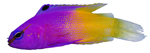 Граммовые Grammatidae