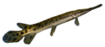 Панцирниковые Lepisosteidae