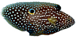 Круглоголовые окуни Plesiopidae