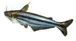 Шильбовые сомы Schilbeidae